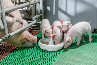 Young piglets are learning how to eat in the farrowing pen. Photo: Trouw Nutrition