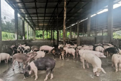 Pigs at a farm in the Dominican Republic. The ASF situation in the country is now endemic. Photo: Rafael Fontanillas