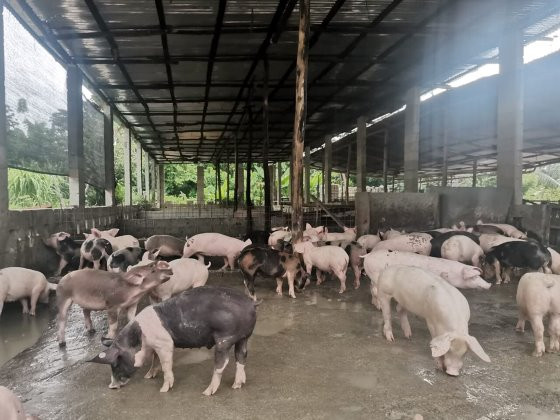 Pigs at a farm in the Dominican Republic. The ASF situation in the country is now endemic. Photo: Rafael Fontanillas