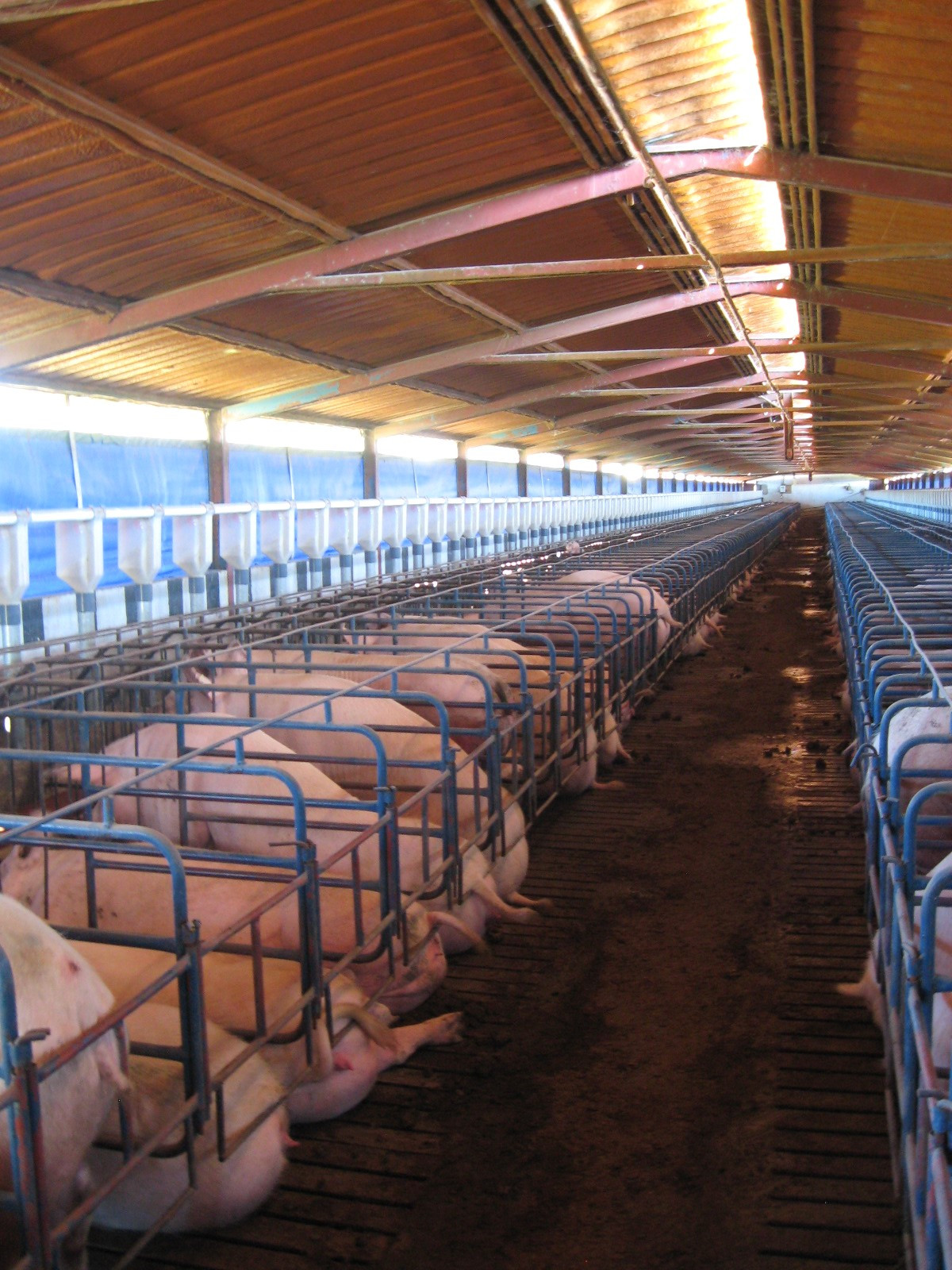 Gestating sows on a farm near Pietermaritzburg, South Africa. Photo: Vincent ter Beek