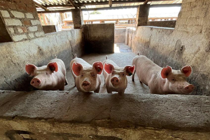 These grow-finish pigs on a commercial farm in Zimbabwe have the opportunity to go outside. Photo: Willem Steyn