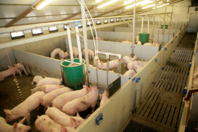 Finisher pigs on a farm in Great Britain. Photo: Henk Riswick