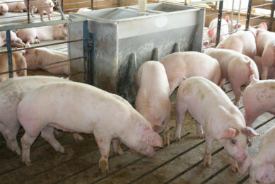 Finisher pigs on a farm in Iowa, USA. Photo: Vincent ter Beek