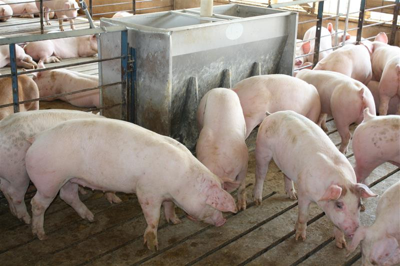 Finisher pigs on a farm in Iowa, USA. Photo: Vincent ter Beek