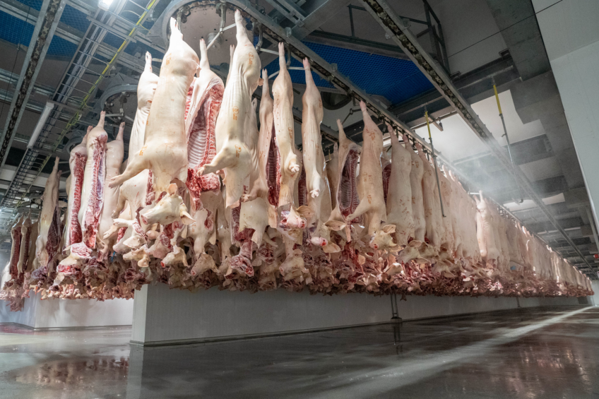 The booming pork trade drives Russian meat exports to record heights. Photo: Jan Willem Schouten