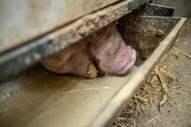 A finisher pig enjoying a liquid meal based on byproducts. Photo: Ronald Hissink