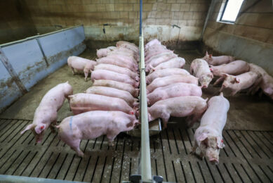 For pig producers in this major agricultural country, the situation means even more uncertainty. Photo: Bert Jansen