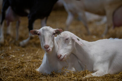 A suspect goat farm turned out to be negative for FMD virus. The goats on the picture were photographed on a farm that is not related to the one in Germany. Photo: Mark Pasveer 