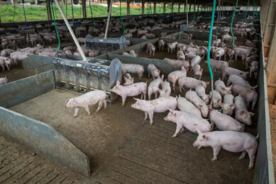 Pig farm in Brazil. Photo: Paraná Government