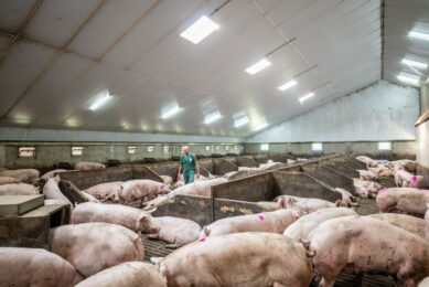 Hundreds of Dutch pig farms closed down causing the number of sows to drop by 100,000 in about 2 years. Photo: Michel Velderman