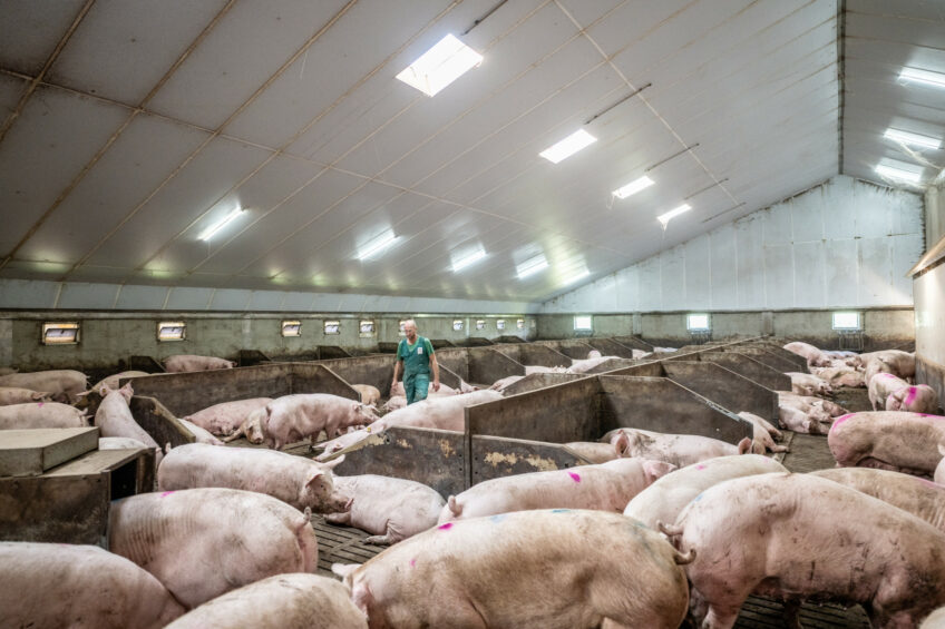 Hundreds of Dutch pig farms closed down causing the number of sows to drop by 100,000 in about 2 years. Photo: Michel Velderman