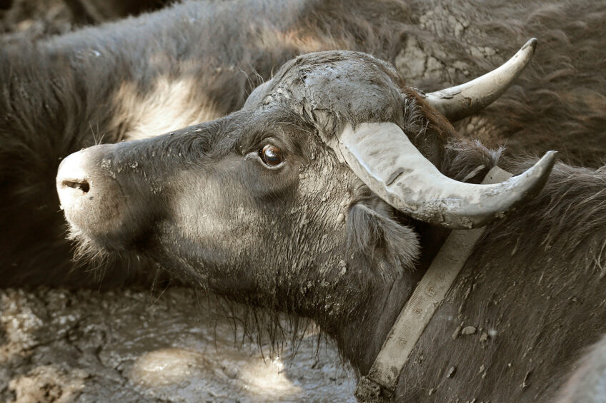 Foot-and-mouth disease (FMD) has been diagnosed in 3 dead water buffalos in the eastern German state of Brandenburg. Photo: Bert Jansen