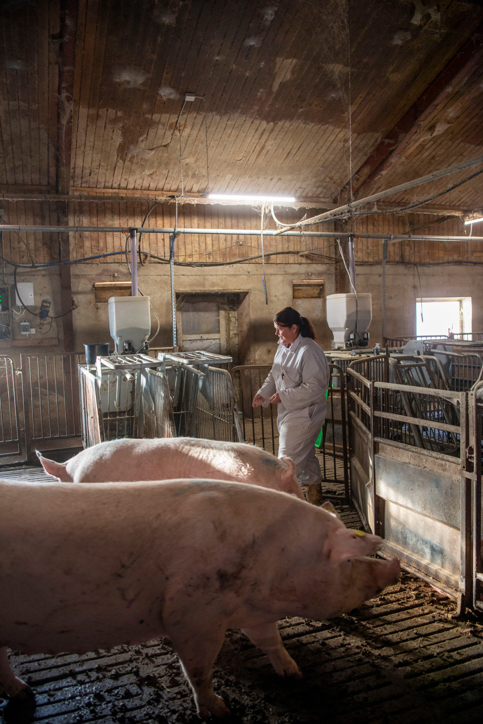 Tina Frederiksen is using feed to teach the sows how to make use of feeding stations.