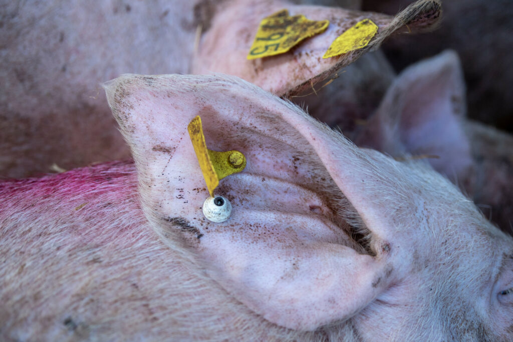 The relatively small Freeda D22 ear tags are located in the sows’ right ear. Photo: Mark Pasveer