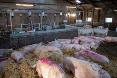 Sows in the house with straw bedding, with the feeding stations visible in the back. Photos: Mark Pasveer