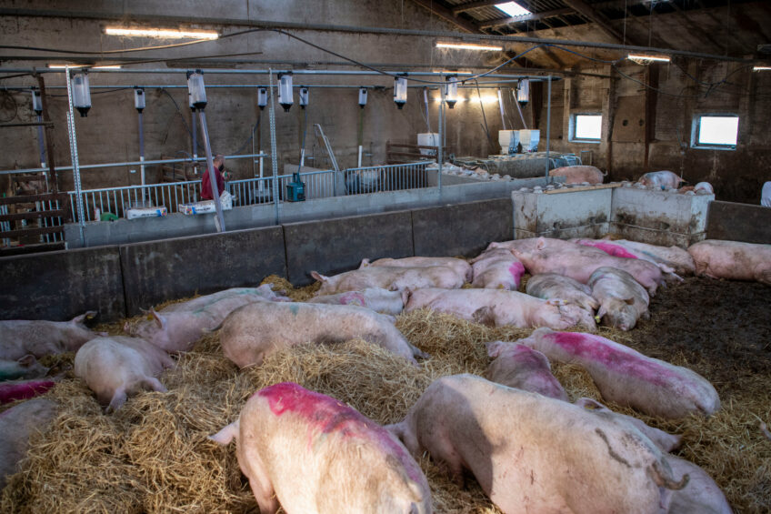 Sows in the house with straw bedding, with the feeding stations visible in the back. Photos: Mark Pasveer