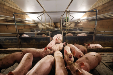 The literature study by Wageningen Livestock Research shows that higher inclusion rates of certain circular products in pig feed are possible without negative effects on animal performance, health, or welfare. Photo: Bert Jansen