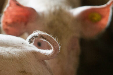 A healthy pig tail reflects a healthy animal. Photo: Ronald Hissink