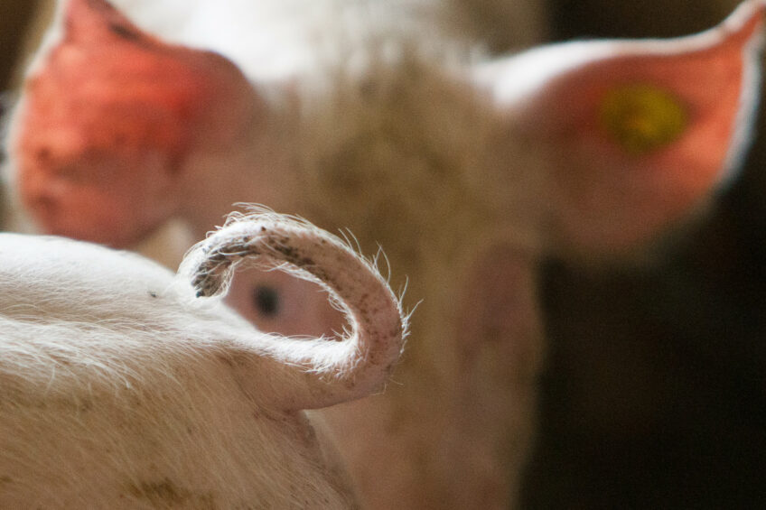 A healthy pig tail reflects a healthy animal. Photo: Ronald Hissink