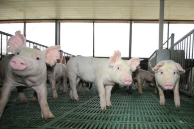 Weaner pigs on a commercial farm at Luzon island, Philippines. Photo: Vincent ter Beek