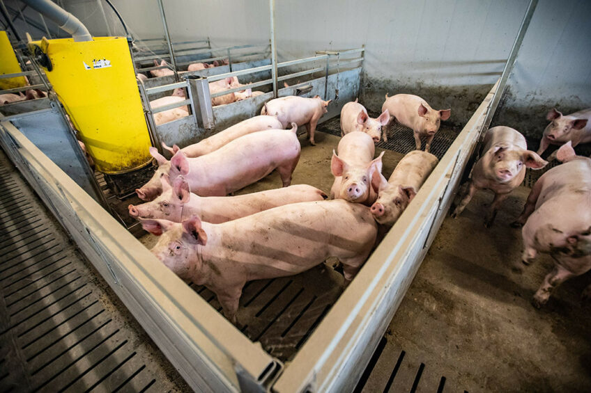 The EU’s analysts estimate that EU pig production will fall by around 0.5% in 2024 and by a further 0.2% in 2025. Photo: Ronald Hissink