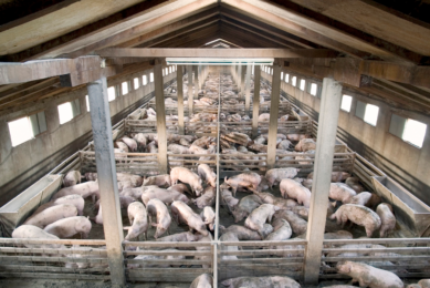 US SHIP is a voluntary programme to establish certifications for pig farms and processing plants related to prevention and handling of potential foreign animal diseases (FADs). Photo: Canva