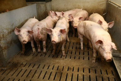 A finisher farm in Brittany, France. Photo: Henk Riswick.