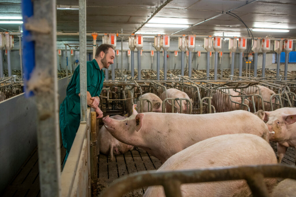 Dirk Thijssen’s focus is on the sow house. The sows receive plenty of high quality feed. Photo: Mark Pasveer