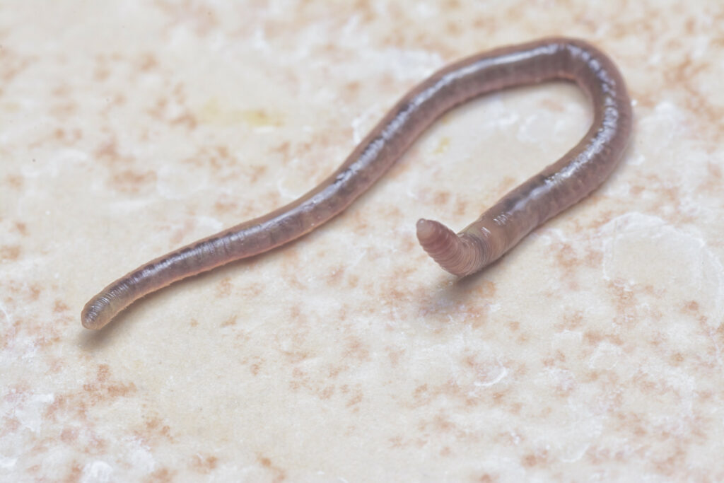 A pig-specific nematode (Ascaris suum). Photo: Dreamstime