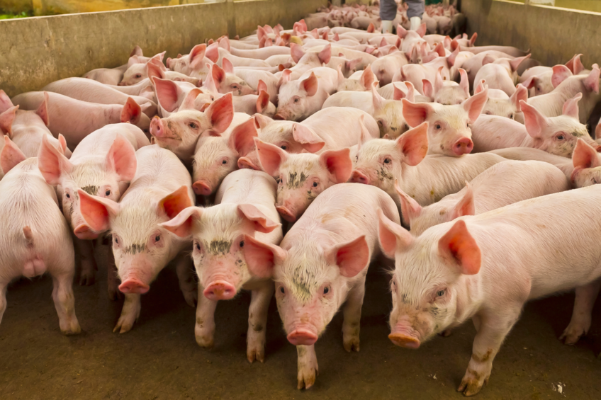 Canadian pig farmers are especially concerned, as 40% of production in that province – about 3 million of the 8 million pigs finished annually – is exported to the US. Photo: Canva