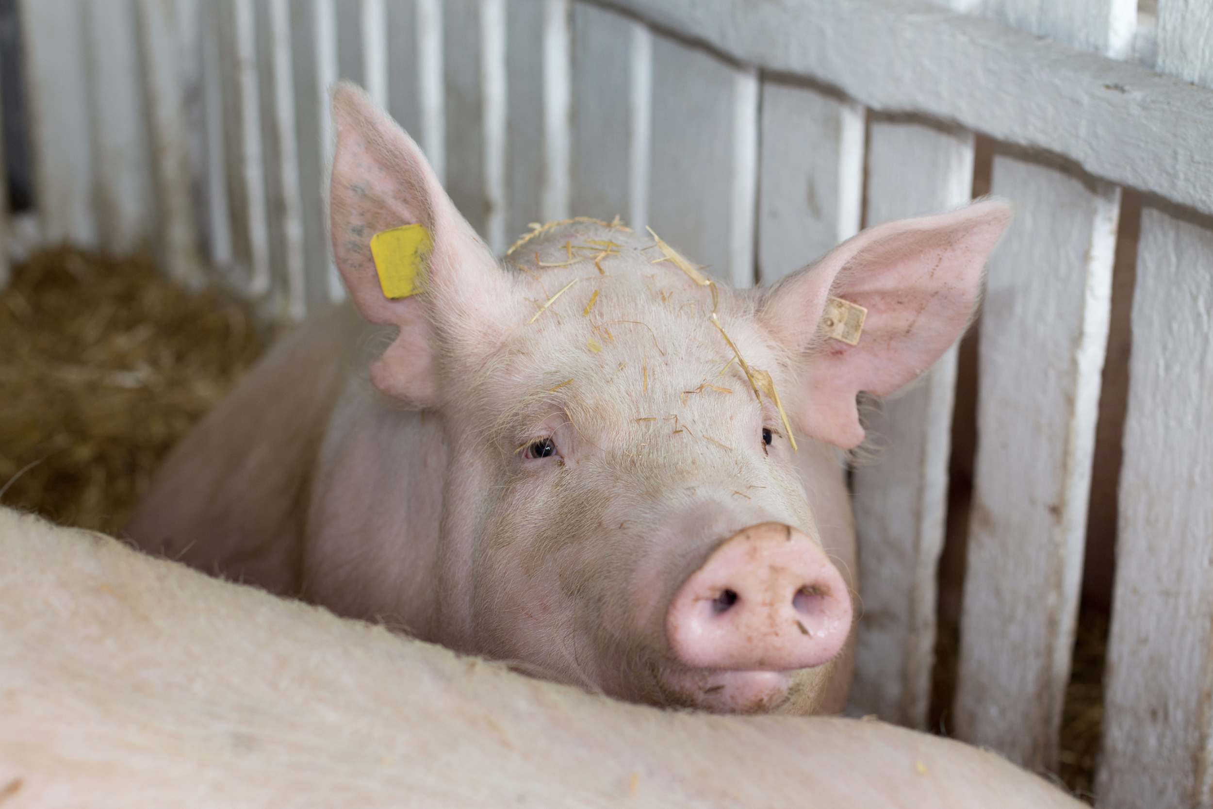 Hot topics in European swine production