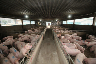 Finisher pigs on a commercial farm in Laos. Photo: Vincent ter Beek