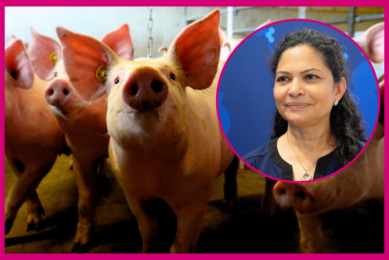 Video: Improving piglet health through sow nutrition