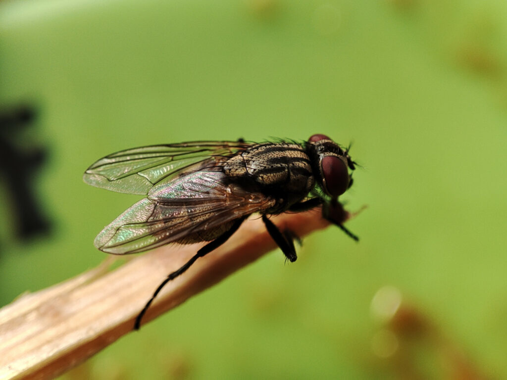 The house fly (Musca domestica). Photo: Dreamstime