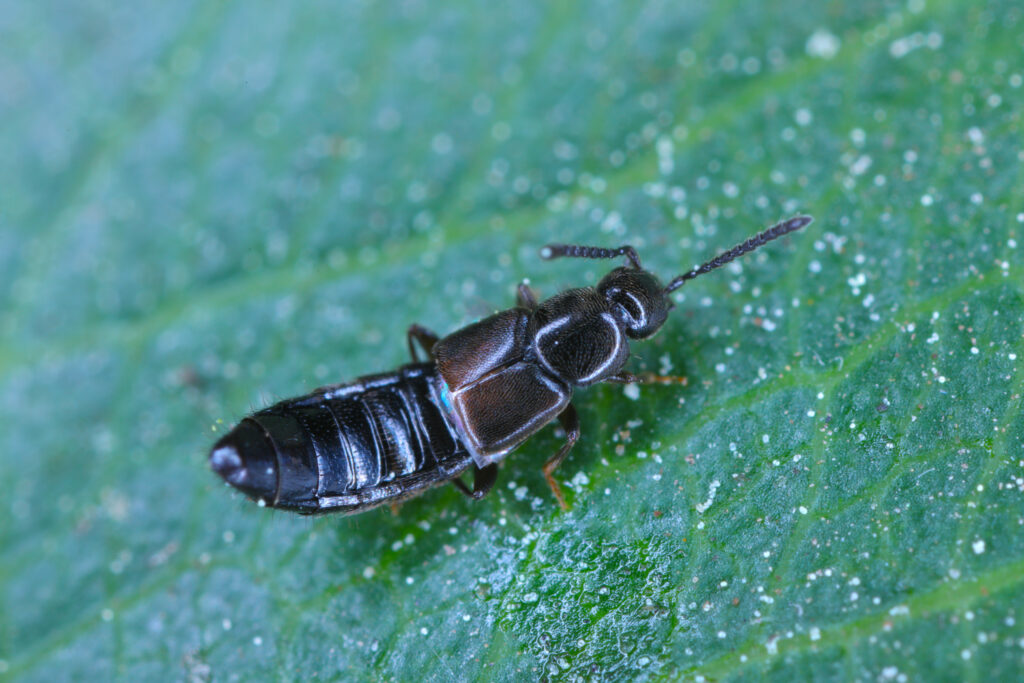 The rove beetle (Staphylinidae). Photo: Dreamstime