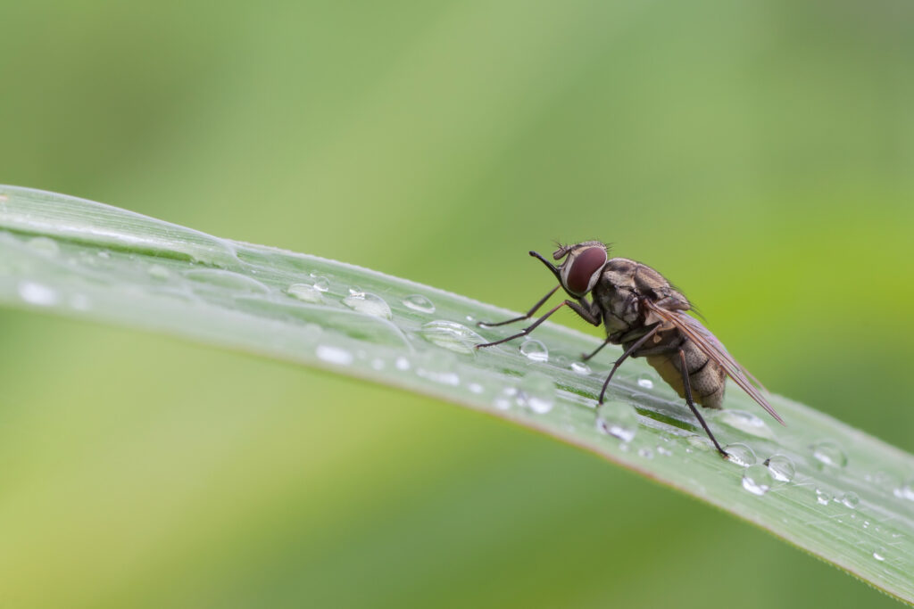 The stable fly (Stomoxys calcitrans). Photo: Dreamstime