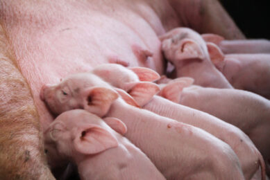 The ideal pen size for loose-housed lactating sows