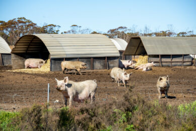 Pigs on a free range farm in Australia. Photo: Dreamstime