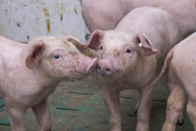 Hot topics in European swine production