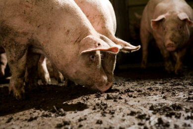 Pig farming Salmonella