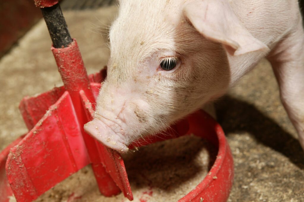 As of mid-2022, producers in the EU can only use 150 ppm zinc in weaner feeds, this should be to meet the pigs’ nutritious needs. Photo: Peter Bakker