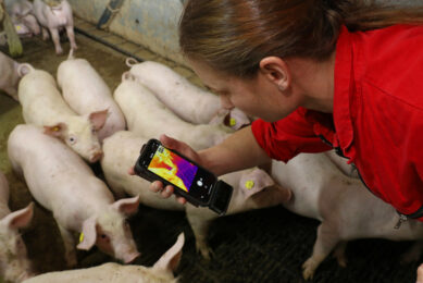 A vet doing research using thermal imaging on a Dutch farm. Photo: Henk Riswick